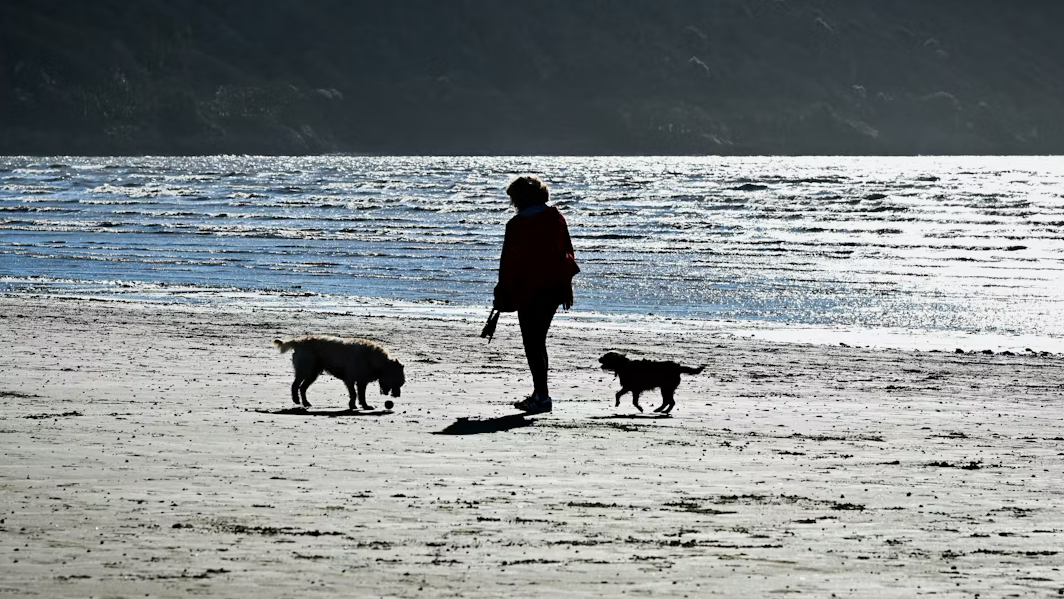 Chien sur la plage
